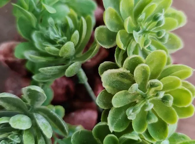 Apartment Le Scottmanhouse - Prive - Centre - Gare - Wi-fi